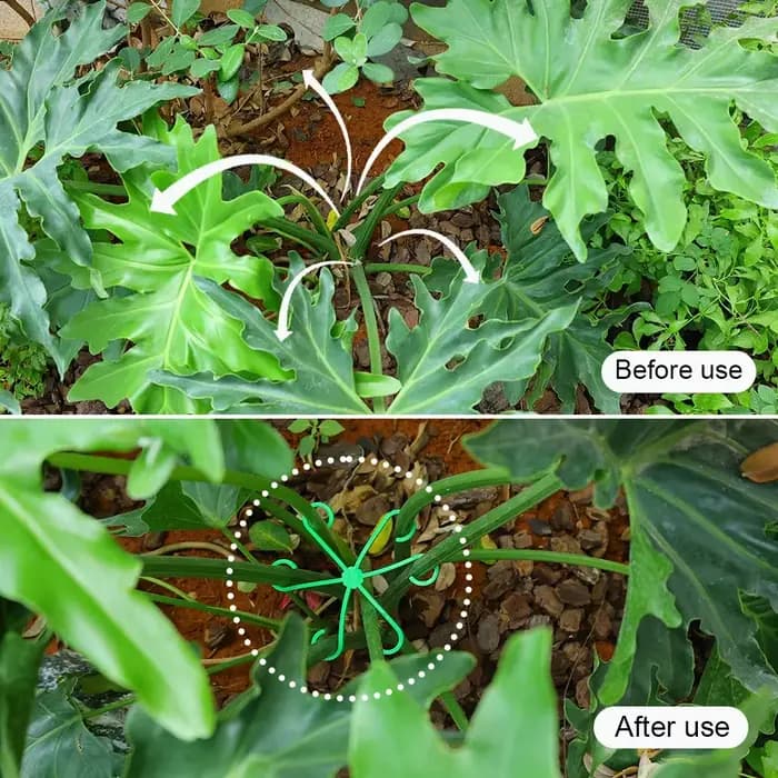 Piquets de Support de tige de plante de fleur, cadre de Support de plante d'intérieur grimpante, jar