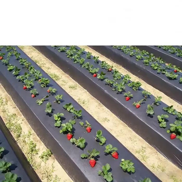 Film de paillage noir dégradable pour serres de légumes