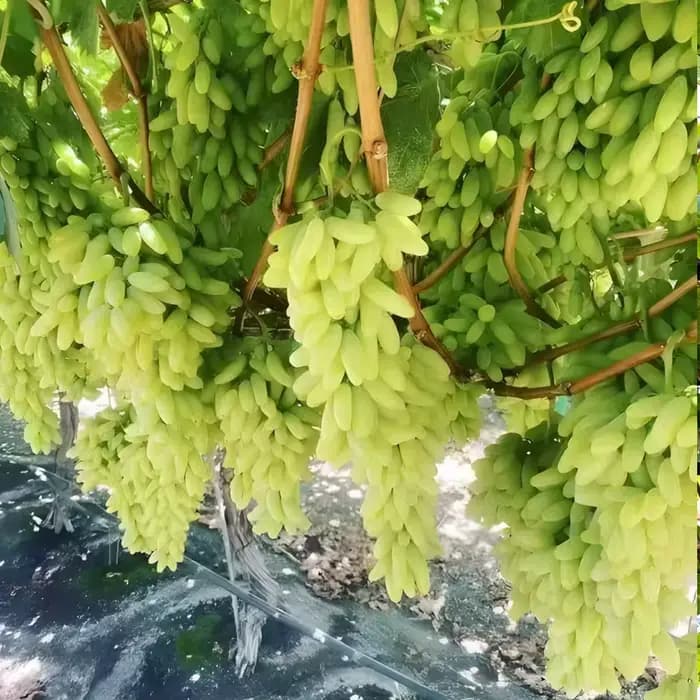 50g de Bacillus Licheniformis 100 Milliards d'Organismes Microbiens Engrais Organique pour l'Agriculture Biologique Améliore la Structure du Sol et la Vitalité des Plantes