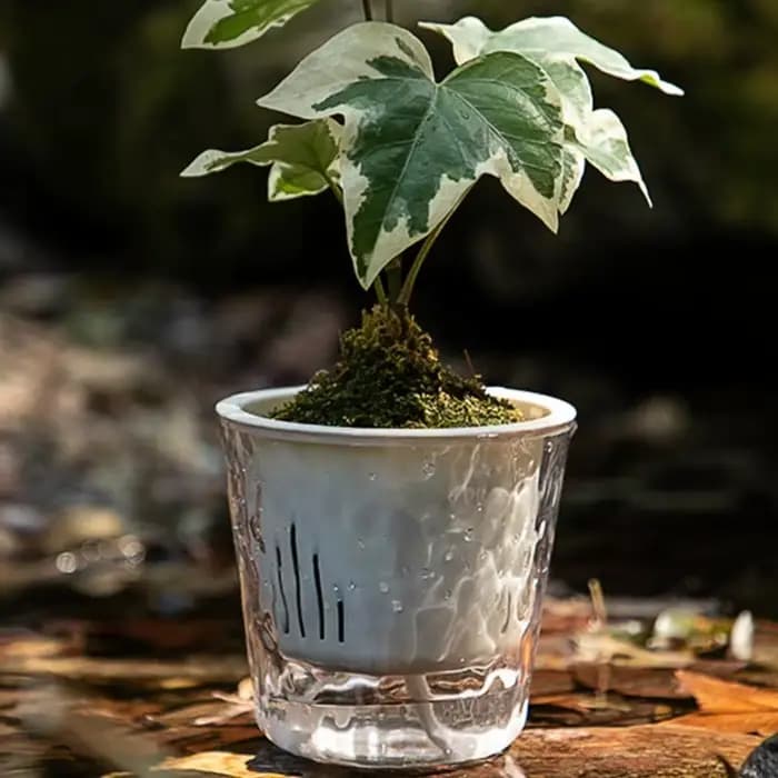 Paquet 6 porte-fleurs en plastique avec fonction d'arrosage automatique pour fleurs petits buissons d'intérieur B03E