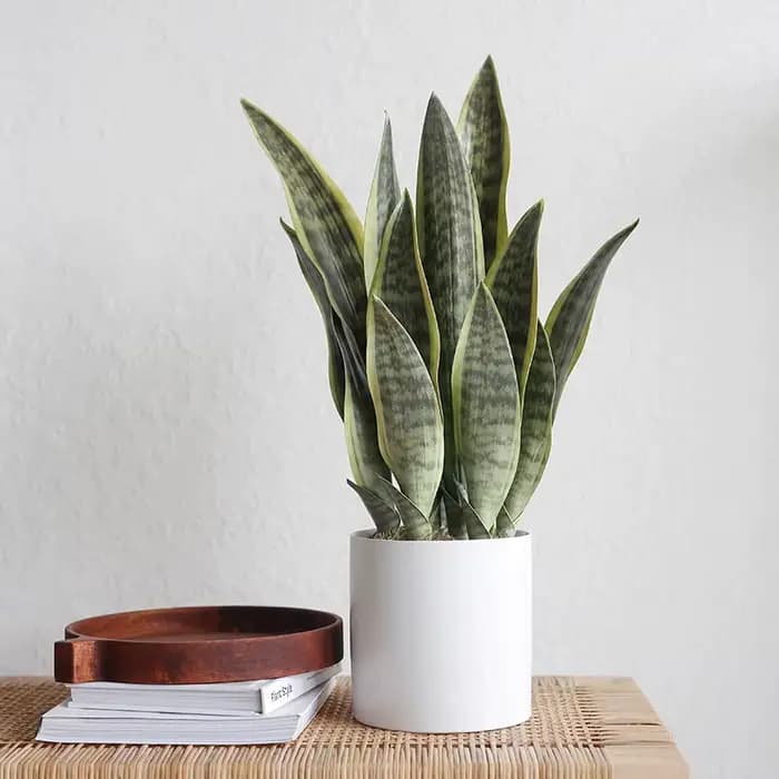 Plantes artificielles, succulentes réalistes, intérieur et extérieur, aloe vera, feuilles tropicales artificielles longues, accessoires de décoration de chambre