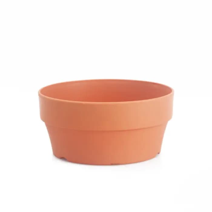 Mini pots de fleurs succulentes