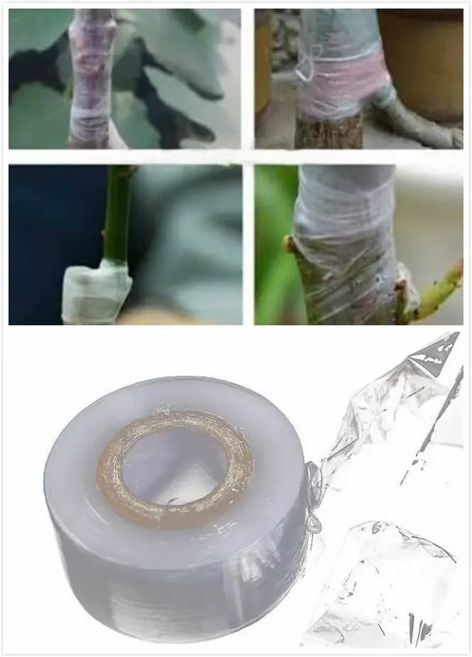 Ruban de greffage pour l'élagage de Parafilm, barrière de bourgeonnement de greffage, sécateur fleur