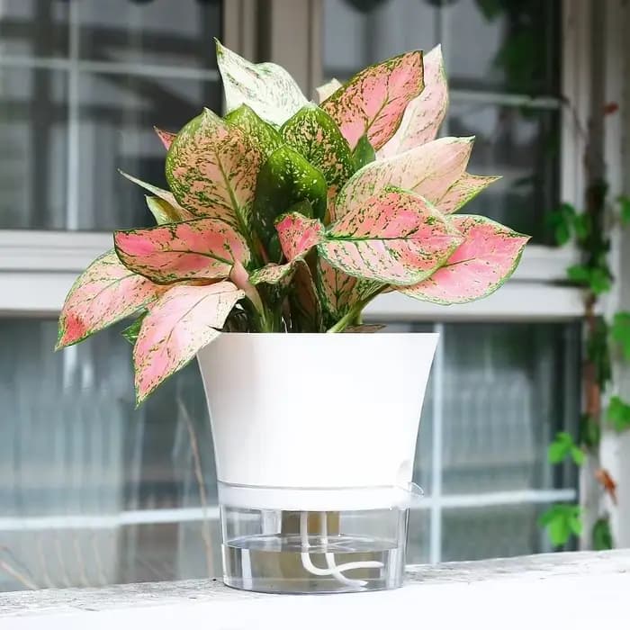 Pot de Fleurs Hydroponique en Plastique à Double Couche