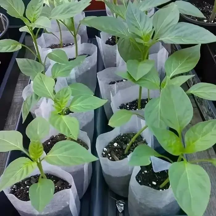 Sacs de pépinière biodégradables
