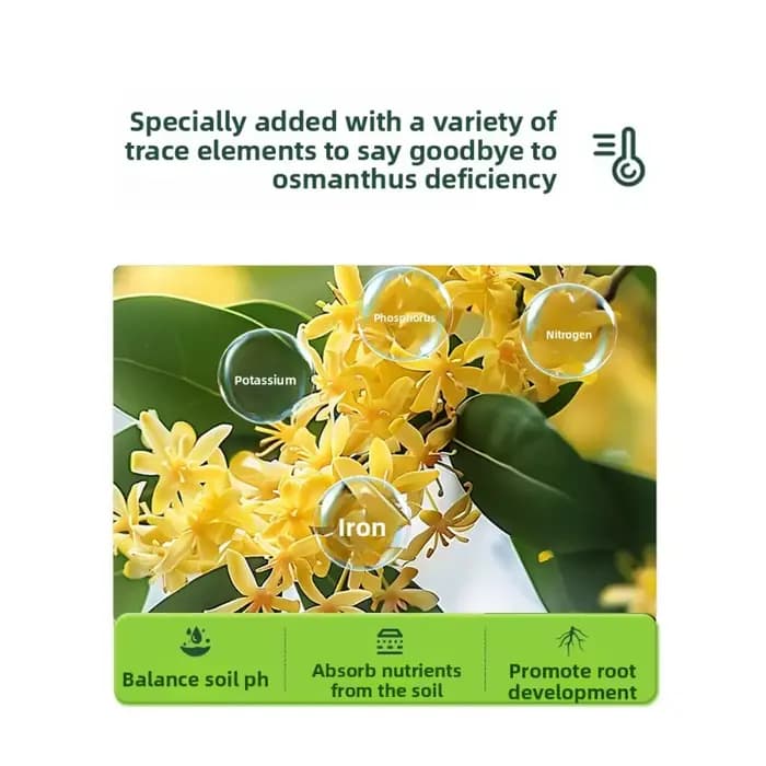 Promotion et culture de fleurs spécifiques à l'arbre Osmanthus