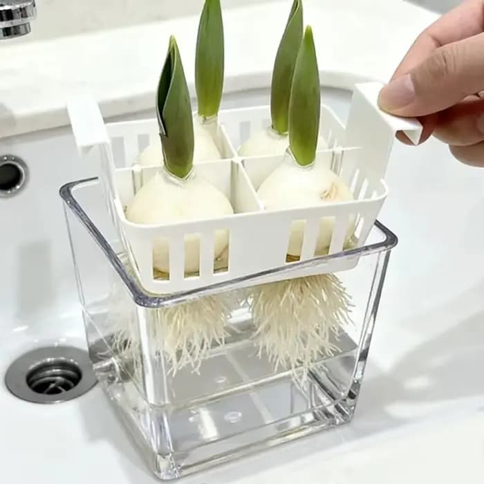 Pot de fleur à quatre grilles pour tulipes hydroponiques