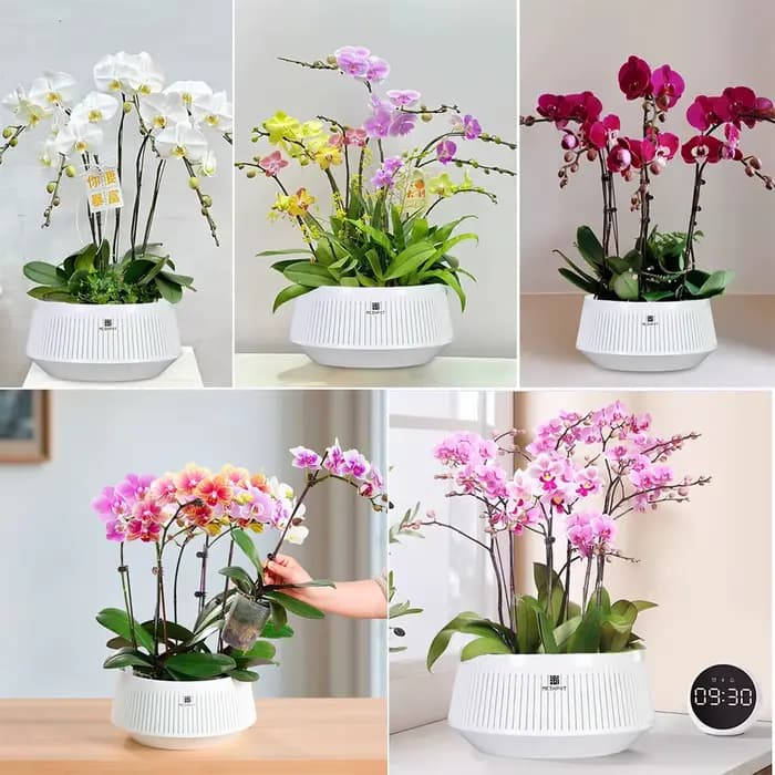 Pot d'orchidée en maille avec trous, Pot de fleur en plastique, Pots violets africains décoratifs av