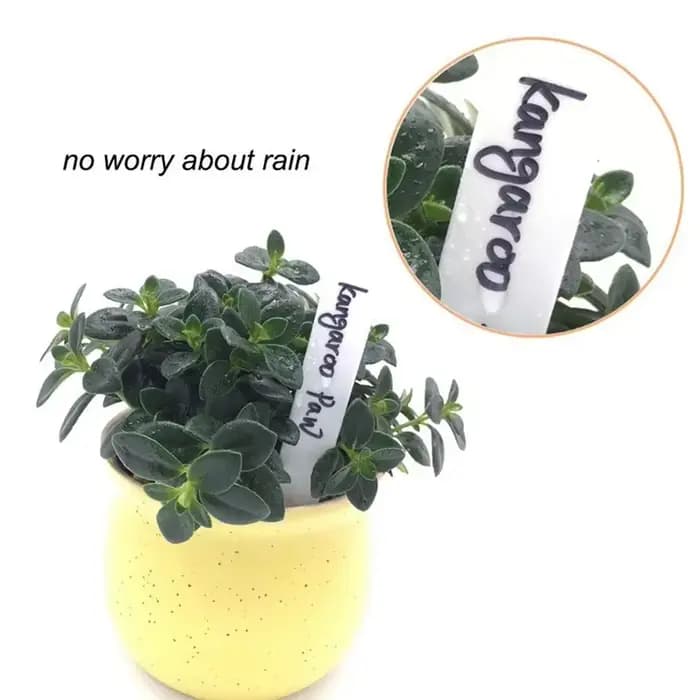 Étiquettes de plantes en plastique pour pots de fleurs, accessoires pour plantes de jardin, marqueur