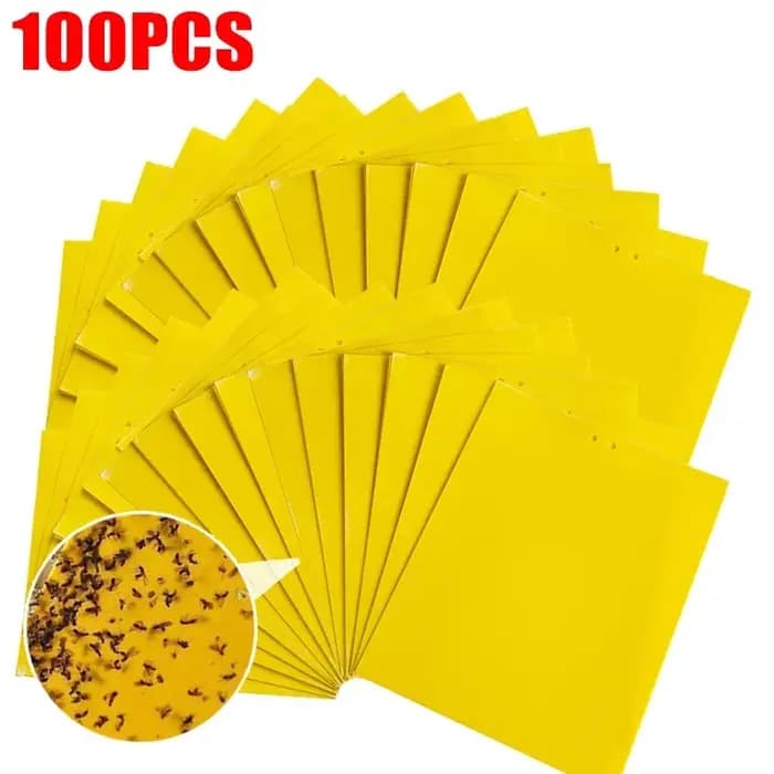 Autocollant Double face pour pièges à mouches des fruits