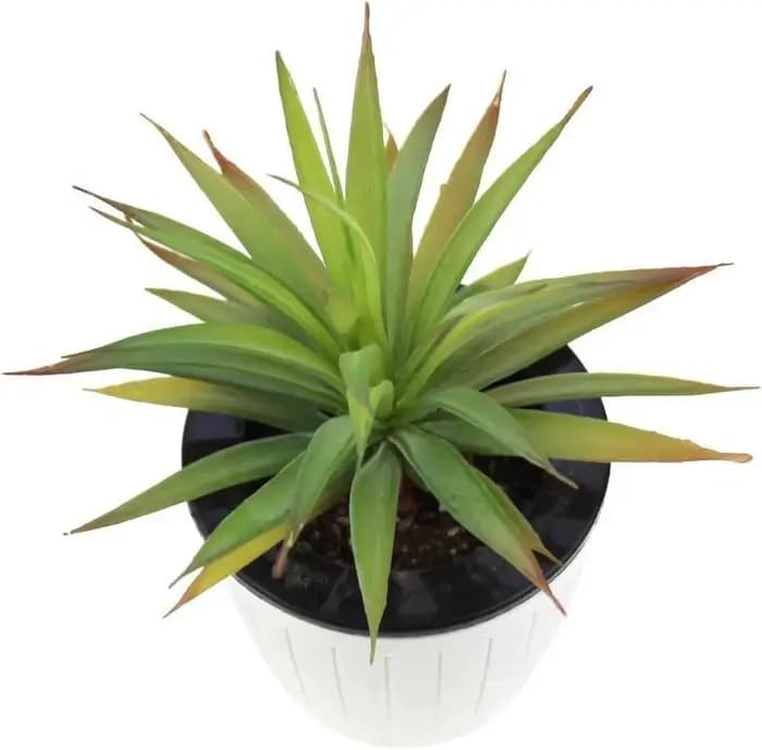 2 Pièces de Plantes Artificielles Succulentes Yucca Vera