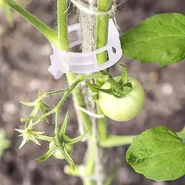 Clips de plantes réutilisables, 600-10x, supports de tige de vigne et de tomate, pinces de greffage,