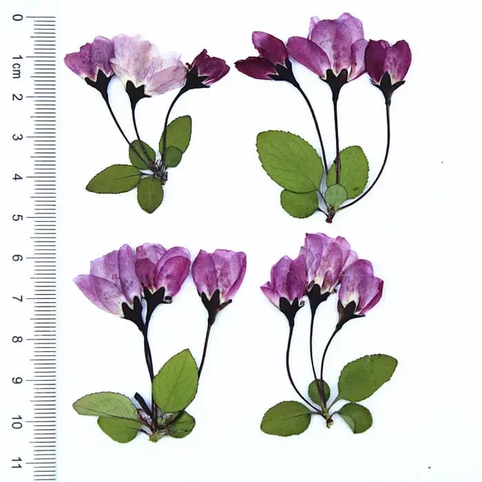 12 Pièces de Fleurs Séchées de Bégonia avec Feuilles pour Remplissage de Moules en Résine Époxy DIY