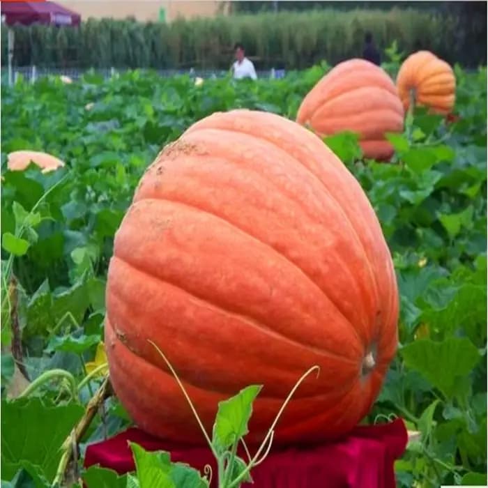 Engrais aux fruits Cultures de tubercules rehaussante DCPTA 99%