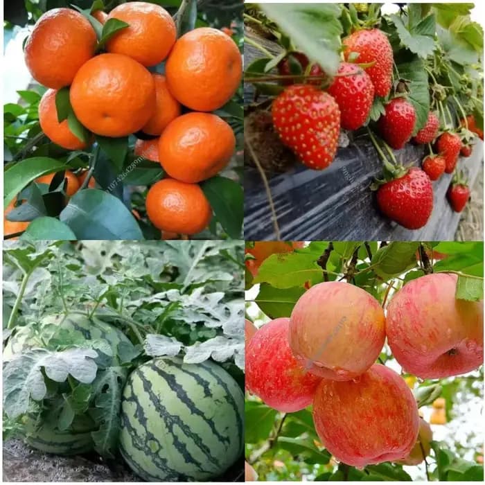 Engrais Super PGR pour la croissance des plantes