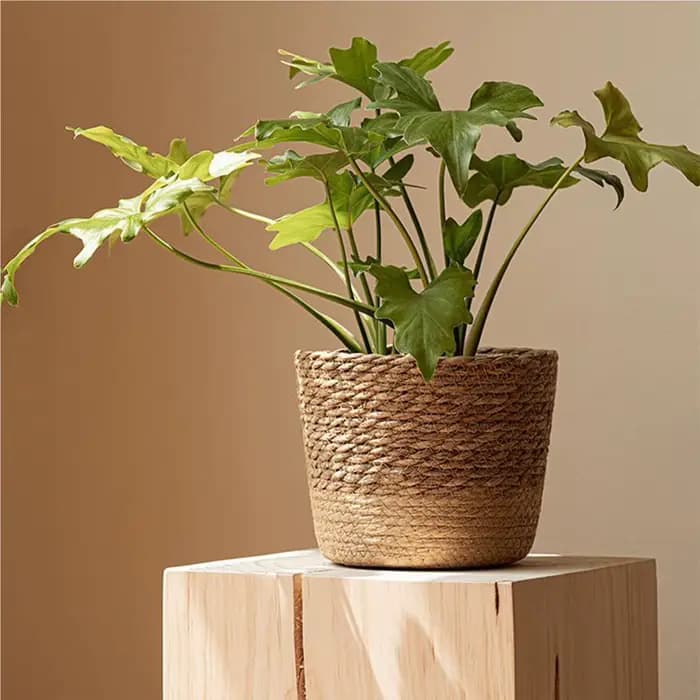 Panier de rangement en rotin tressé pour plantes