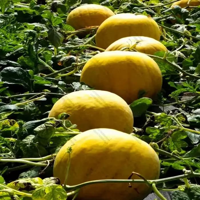Solubilité 100% Acide Fulvic Engrais Organique 95% à Bas Prix Livraison Gratuite