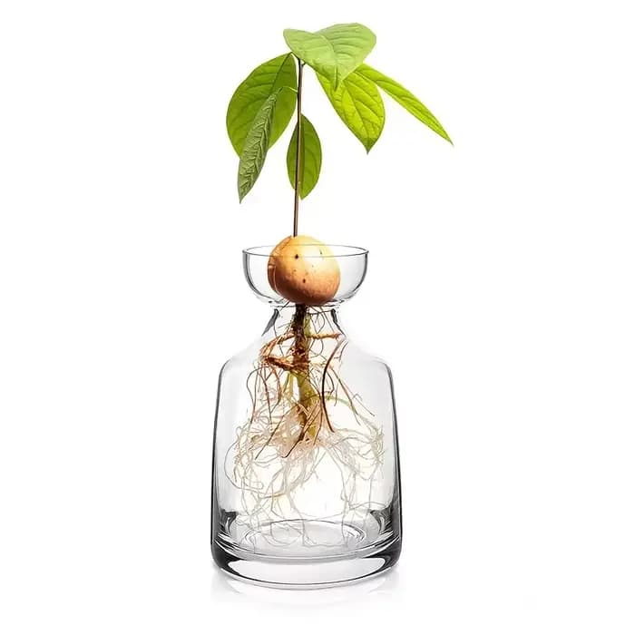 Vase de démarrage de graines d'avocat en deux pièces - Créez votre propre arbre