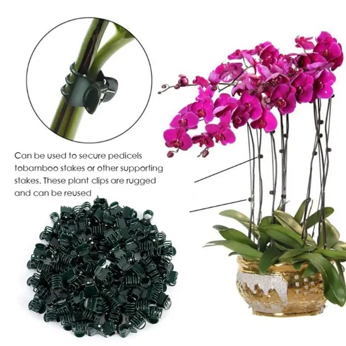 Pince de support en plastique pour plantes de jardin, orchidée papillon, fleur, fruits et légumes, t
