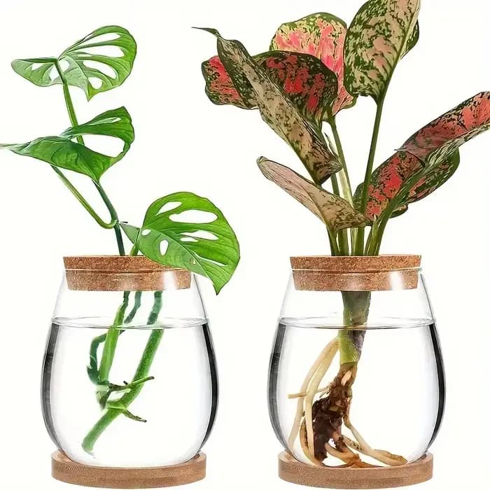 Pot en verre hydroponique - Vase de propagation moderne pour plantes d'intérieur et décoration intérieure