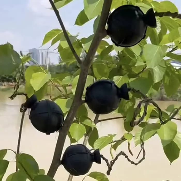 Boîte de greffage et de bouturage réutilisable pour plantes de jardin et verger