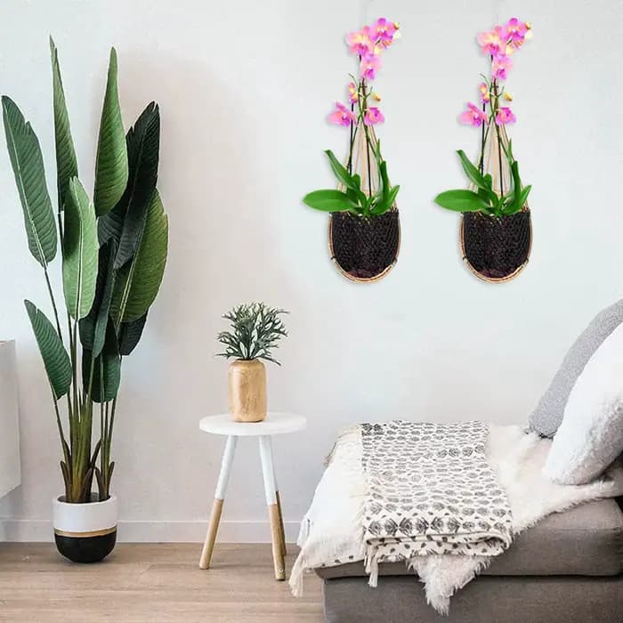 Jardinière d'orchidée suspendue, paniers suspendus d'orchidées tissés en bambou avec crochet en méta