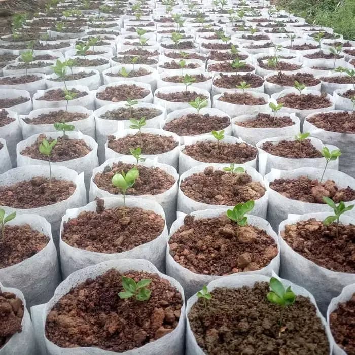 Pots de semis Non tissés biodégradables, 100 pièces, différentes tailles, sacs de plantation écologi