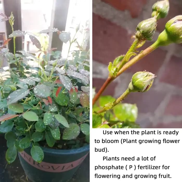Engrais solubles dans l'eau pour fleurs professionnelles en bouteille