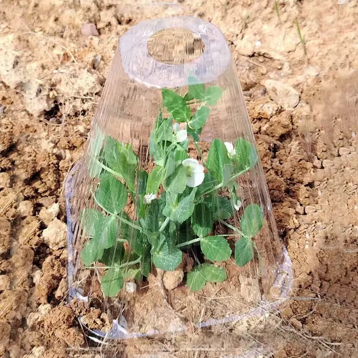 Housse de protection pour semis, accessoires pour plantes, serres de jardin, semis de légumes, fourn