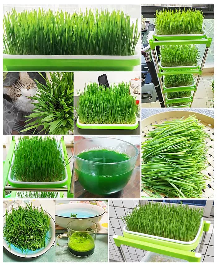 Plateau de germination de graines Double couche, Culture de haricots sans sol, assiette de pépinière