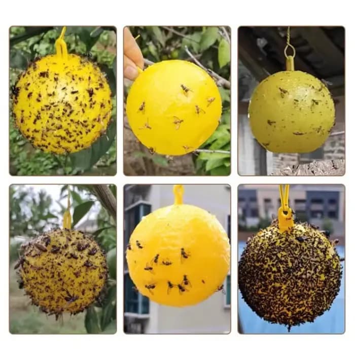 Pièges à mouches fruitiers avec sphères adhésives pour se baigner