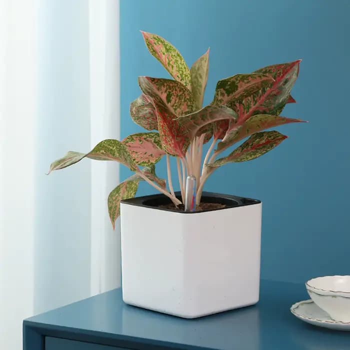 Jardinière à arrosage automatique, Pot de fleur blanc avec indicateur de niveau d'eau, jardinière à