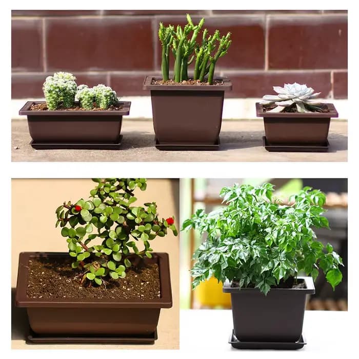 Pots à Bonsaï Rectangulaires pour Plantes Grasses