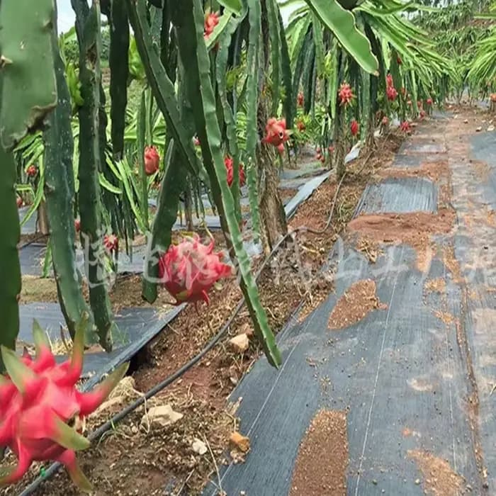 Gril agricole anti-enge orienté ferme, barrière contre les mauvaises herbes, polymères, paillis en p
