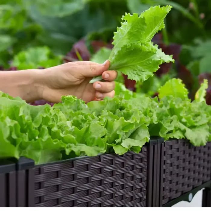 Grande boîte de plantation de légumes pour jardin et balcon