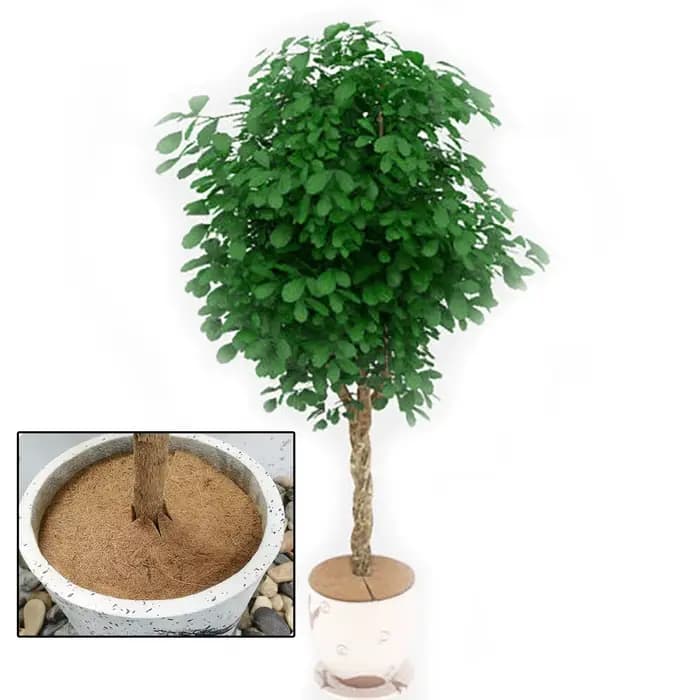Tapis de protection en Fiber de noix de coco naturelle, 25/30/35/40cm, pour Pot de fleur, disque, co