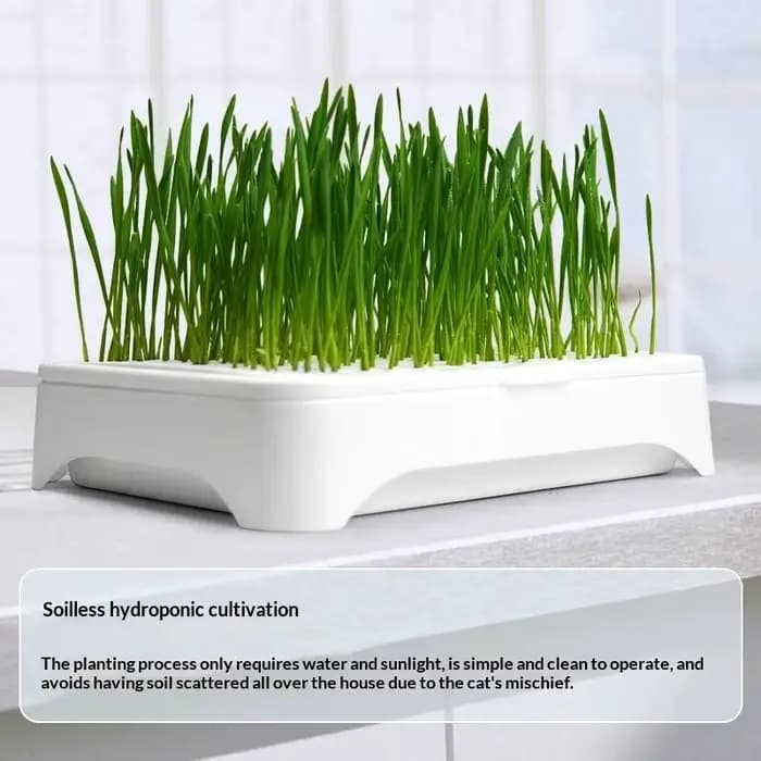 Pot de culture hydroponique pour herbe à chat