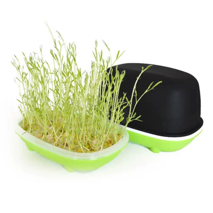 Boîte hydroponique pour germer des cacahuètes, graines, blé, graines, graines, graines, plateau pour germer, chat, herbe