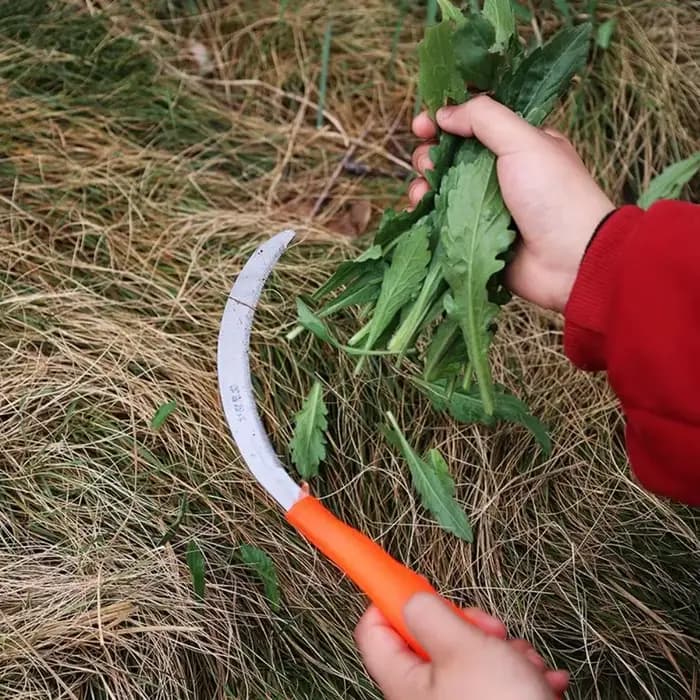 Serpette de jardinage domestique pour désherbage