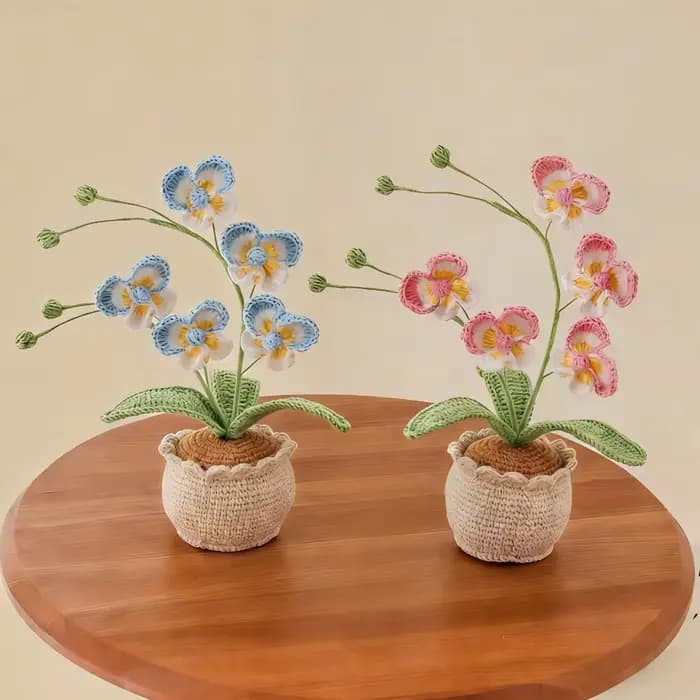 Nouvelle plante en pot de Phalaenopsis à 5 têtes