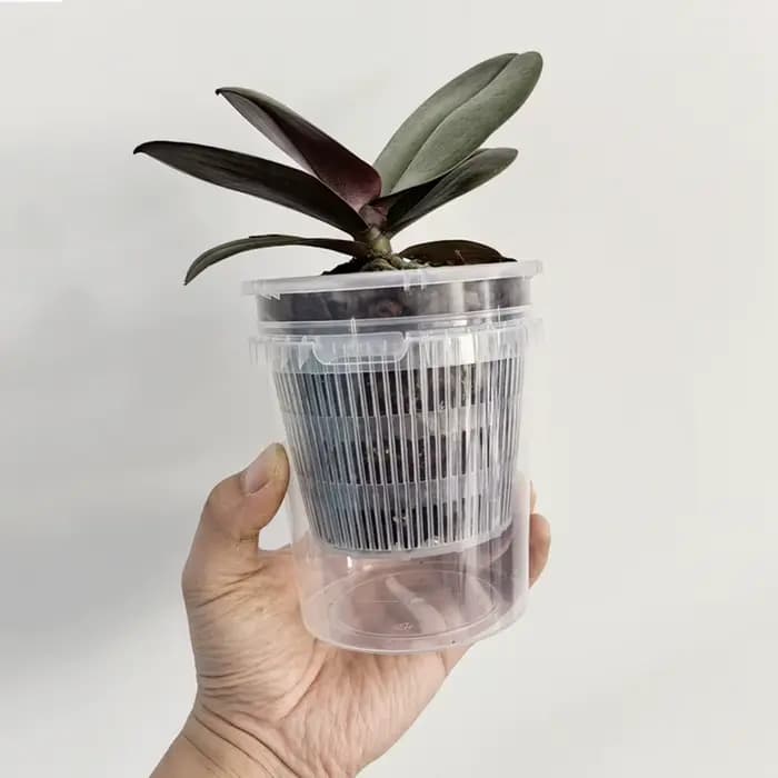 Pots d'orchidées Phalaenopsis à arrosage automatique