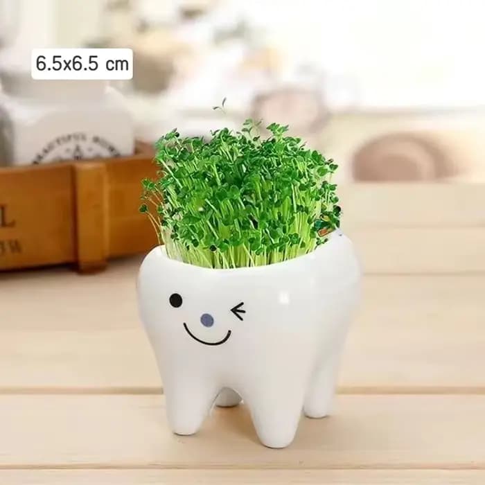 Mini pot de fleurs en céramique en forme de dent