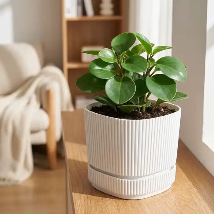 Pot de fleurs auto-arrosant à double couche avec trou de drainage