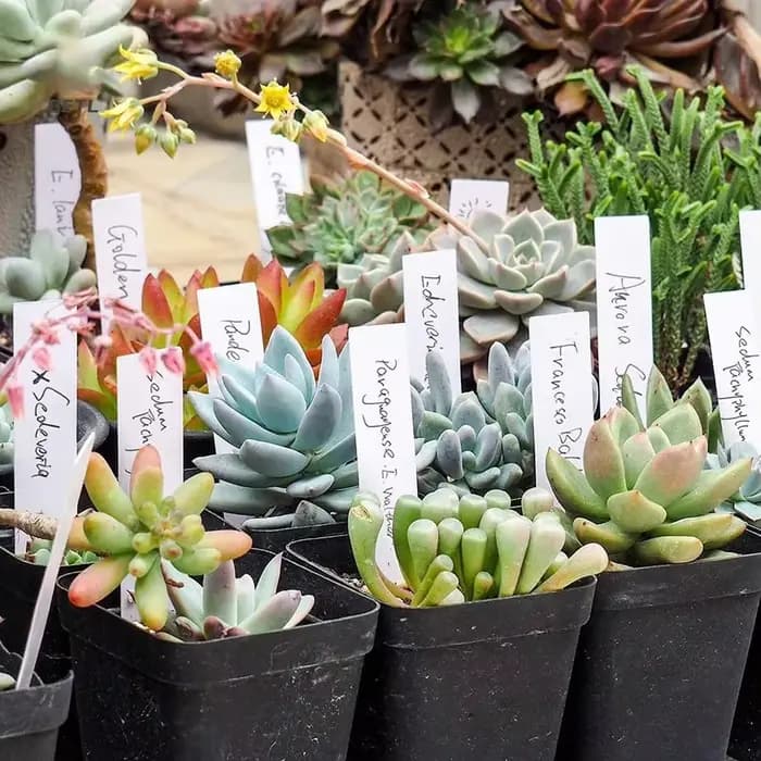 Étiquettes de plantes en plastique pour pots de fleurs, accessoires pour plantes de jardin, marqueur