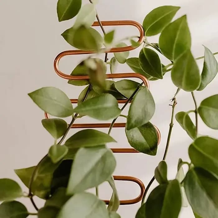 Support d'escalade pour plantes, treillis pour plantes de jardin, Support sur piquet, croissance de