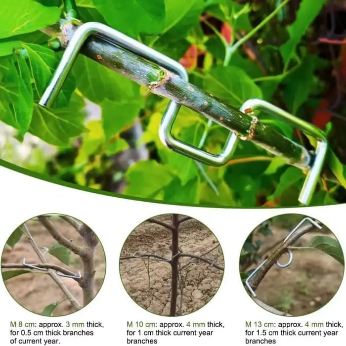 Fixateur de branches d'arbres fruitiers réutilisable