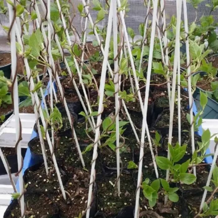 Cerceaux de serre adaptés aux tunnels de plantes plus larges