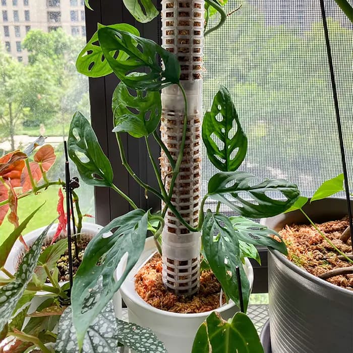 Colonne grimpante pour plantes, poteau en mousse sphagne, Support de croissance pour plantes, retenu