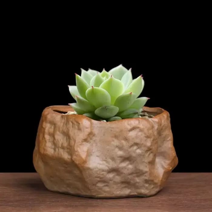 Pots de plantes succulentes en céramique en forme de pierre