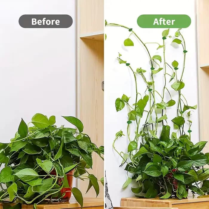 Clips de Fixation Murale Grimpante pour Plantes, Crochet Auto-Adhésif pour Plantes, Fiosphréinitiali